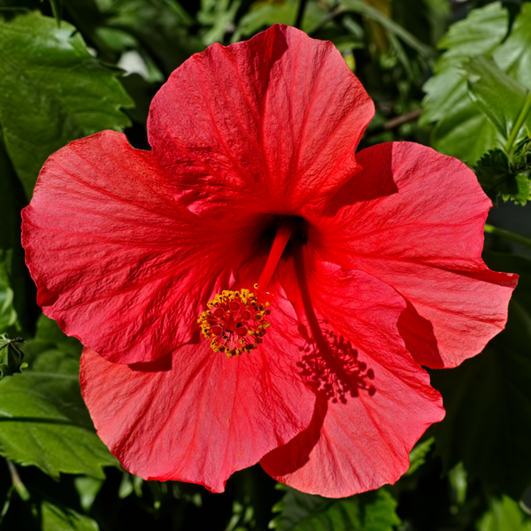File:Hibiscus rosa-sinensis 'Brilliant' flower in private Austrian garden on 2014-09-20.png