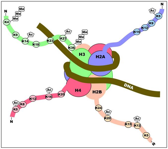 File:Histone tails set for transcriptional activation.jpg