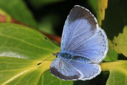 Holly blue butterfly (Celastrina argiolus) female.jpg