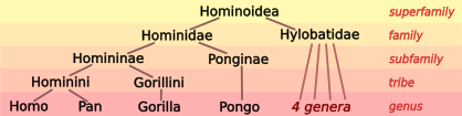 File:Hominoid taxonomy 7.svg
