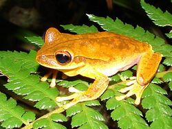 Hypsiboas bischoffi01a.jpg