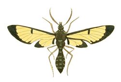 Illustrations of Exotic Entomology Glaucopis Coarctata.jpg