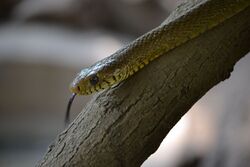 Indian rat snake on a branch