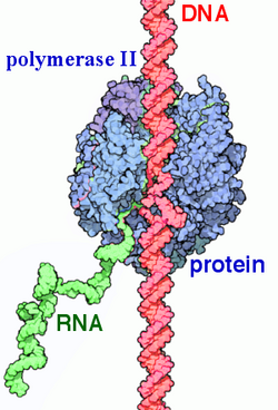 Label RNA pol II.png