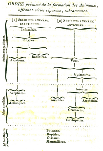 File:Lamarck 1815 diagram of animal evolution.png