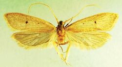 Lecithocera dondavisi.JPG