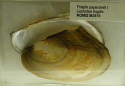Leptodea fragilis - Royal Ontario Museum - DSC00196.JPG