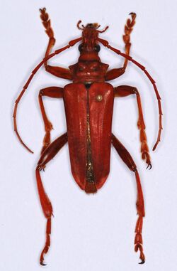 Longhorn Beetle (Mastododera coccinea) (8569566208).jpg