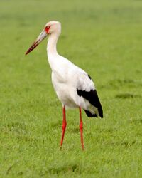 Maguari Stork (Ciconia maguari).jpg
