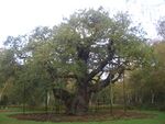 Major Oak.JPG