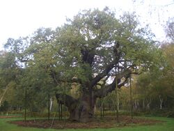 Major Oak.JPG