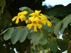 Markhamia lutea blossoms closeup.jpg