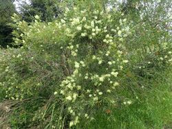 Melaleuca salicina (Nane Glen).jpg