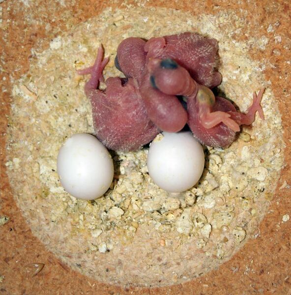 File:Melopsittacus undulatus -chicks and eggs in a nest box-8a.jpg