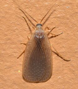 Merope tuber (ID'd by Alex Harman & Eric Eaton) (15082019984).jpg