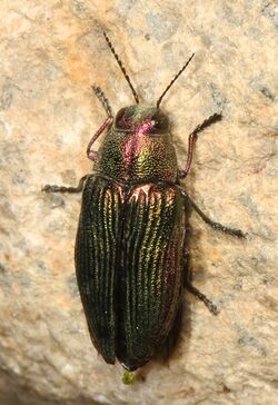 Metallic Wood-boring Beetle - Buprestis adjecta, Packer Lake, California.jpg