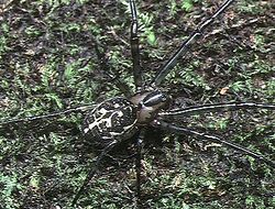 Metleucauge.chikunii.female.-.tanikawa.jpg