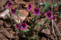 Mimulus kelloggii.jpg