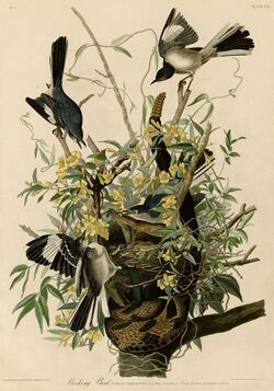 Mocking Bird (Audubon).jpg