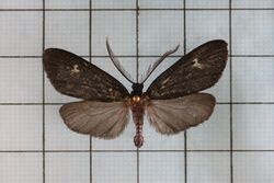 Morionia sciara4.jpg