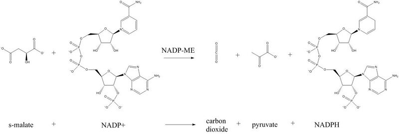 ChemDraw generated NADP-ME chemical reaction detailing the chemical structures involved.