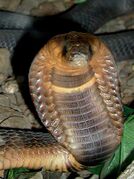 Head of the Egyptian cobra