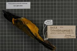 Naturalis Biodiversity Center - RMNH.AVES.130327 1 - Pachycephala pectoralis melanops (Pucheran, 1853) - Pachycephalidae - bird skin specimen.jpeg