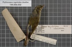 Naturalis Biodiversity Center - RMNH.AVES.138026 1 - Phylloscopus reguloides claudiae (La Touche, 1922) - Sylviidae - bird skin specimen.jpeg