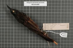 Naturalis Biodiversity Center - RMNH.AVES.148257 1 - Ptiloprora perstriata perstriata (De Vis, 1898) - Meliphagidae - bird skin specimen.jpeg