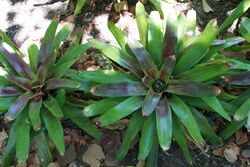 Neoregelia farinosa Jardín botánico de Valencia (1).JPG