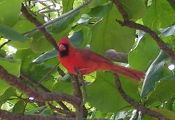 Northern Cardinal - bird (Cardinalis cardinalis).JPG