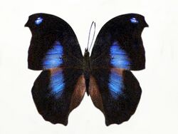 Nymphalidae - Napeocles jacunda.JPG