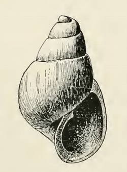 Odostomia beringi 001.png