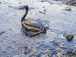 An oiled bird from the Black Sea Oil Spill
