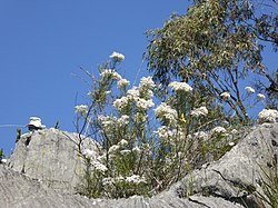 Olearia rosmarinifolia.jpg