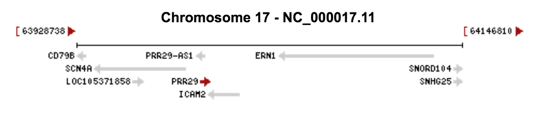 File:PRR29 Locus on Chromosome 17.png
