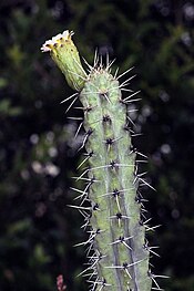 Pilosocereus tuberculatus.jpg