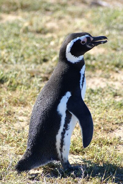 File:Pingüino (1).JPG