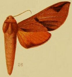 Pl.39-fig.26-Afroclanis neavi (Hampson, 1910) (Polyptychus).JPG