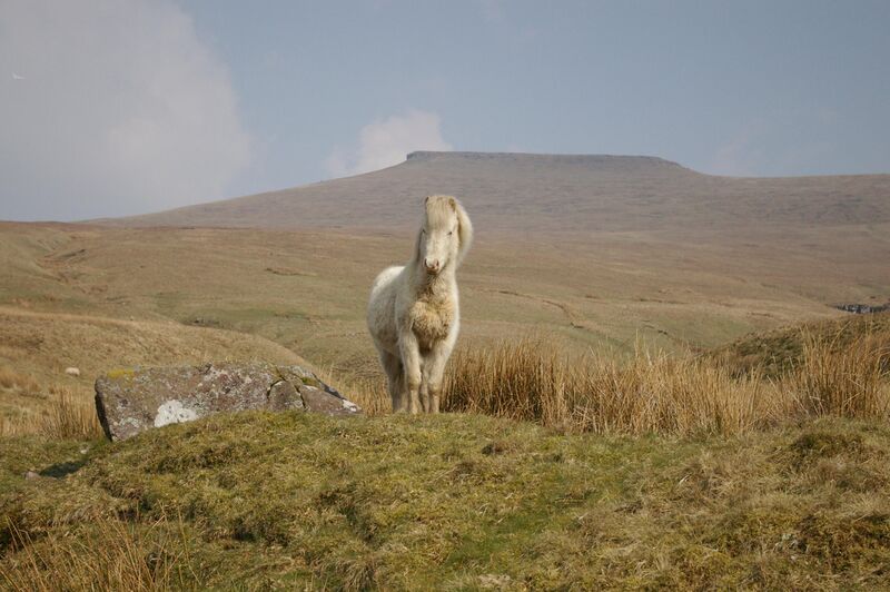 File:Pony in brecon2.jpg