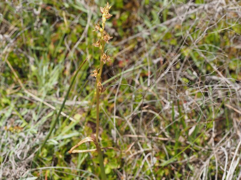 File:Prasophyllum caudiculum whole plant.jpg