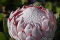Protea flower02.jpg
