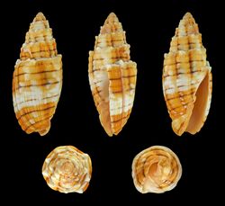 Quasimitra puncticulata 01.JPG