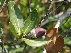 Quercus Litseoides.jpg