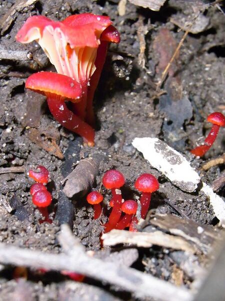 File:Red Fungi & juveniles Lane Cove Bushland Park.JPG