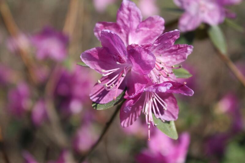 File:Rhododendron dauricum Dahurianalppiruusu IM7354 C.JPG