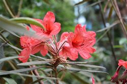 Rhododendron griersonianum.jpg