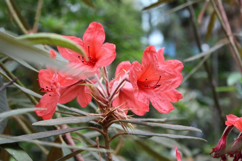 File:Rhododendron griersonianum.jpg