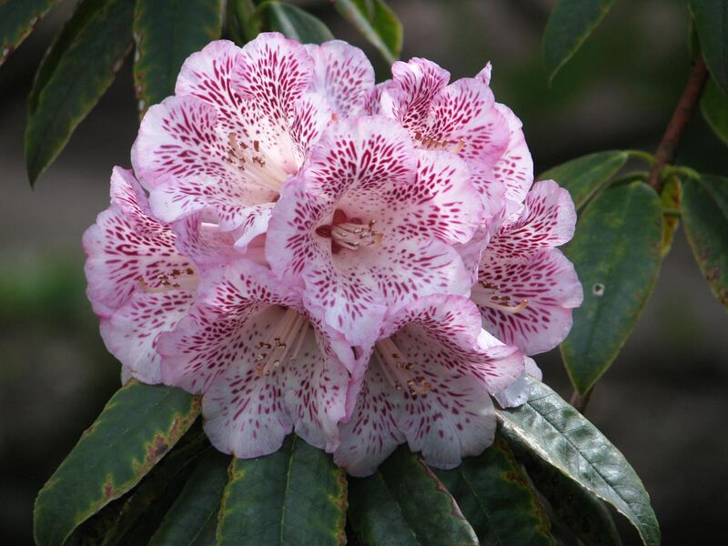 File:Rhododendron irroratum (17006773861).jpg