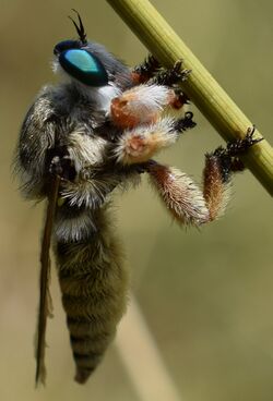 Robber fly perched.jpg